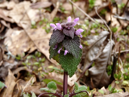 {Lamium purpureum}